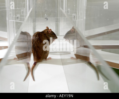 Rat de laboratoire en psychologie expérimenter labyrinthe de verre dans un laboratoire scientifique Banque D'Images