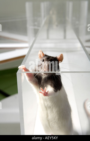 Rat de laboratoire en psychologie expérimenter labyrinthe de verre dans un laboratoire scientifique Banque D'Images