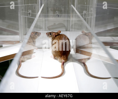 Rat de laboratoire en psychologie expérimenter labyrinthe de verre dans un laboratoire scientifique Banque D'Images