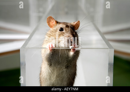 Rat de laboratoire en psychologie expérimenter labyrinthe de verre dans un laboratoire scientifique Banque D'Images