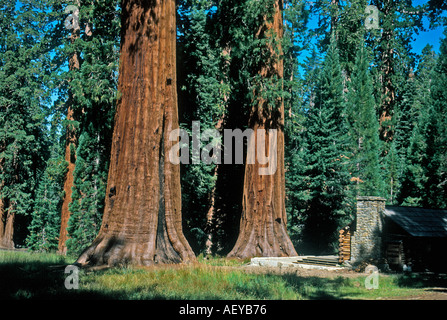 Arbres séquoia Sequoia National Park California Banque D'Images