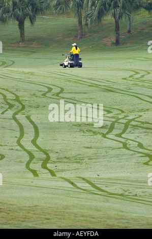 Caddy de golf de voie laissant des marques sur le terrain de golf Banque D'Images