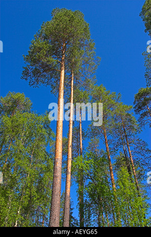 L'épicéa commun picea abies contre un ciel bleu est de la Finlande l'été Banque D'Images