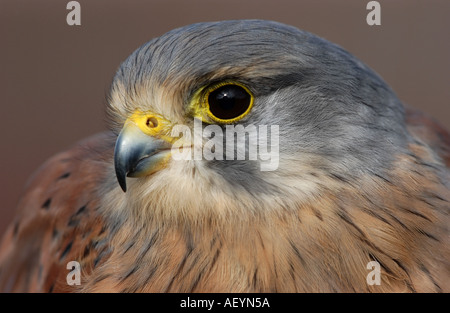 Kestrel homme close up of chef captif britannique Banque D'Images