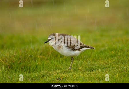 « Récent de l'île d'Auckland en Nouvelle-Zélande Île Enderby pluie Banque D'Images