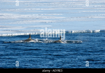 Les orques patroling bord de mer de Ross de la glace antarctique Banque D'Images