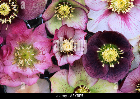 Assortiment de Helleborus x hybridus Banque D'Images