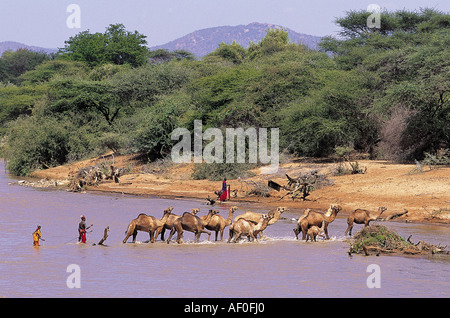 Les éleveurs Samburu en tenant leur bétail à la rivière Ewaso Ngiro toutes les 3 semaines , au Kenya . Banque D'Images