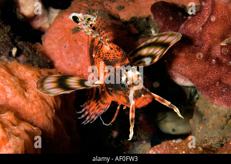 Dendrochirus biocellatus, poisson lion tacheté, de nuit, à Bali en Indonésie. Banque D'Images