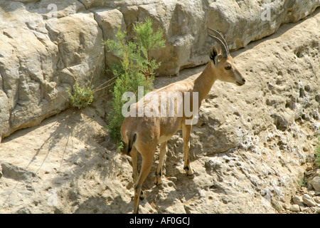 Ibex dans la région de la mer morte désert Banque D'Images