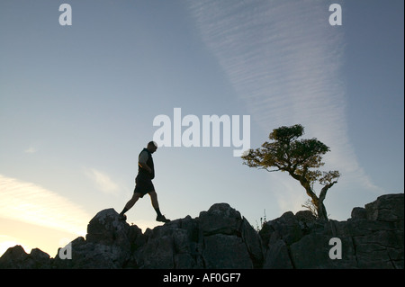 Un homme et un arbre isolé se développe hors d'une fissure sur lapiez sur Leck est tombé du Yorkshire UK Banque D'Images