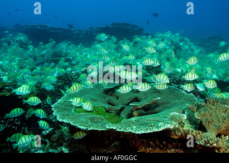 Surgeonfishes Acanthurus triostegus condamner l'école massive le comportement alimentaire. Tabuaeran (fanning) Island, Kribati. Banque D'Images