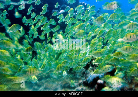 Surgeonfishes Acanthurus triostegus condamner le comportement alimentaire de l'école massive Banque D'Images