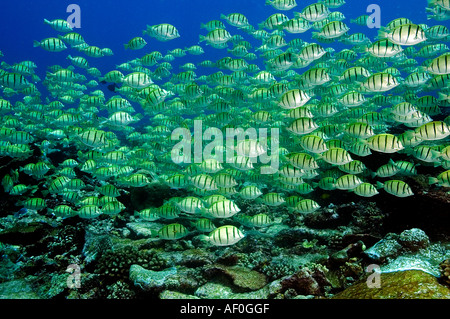 Surgeonfishes Acanthurus triostegus condamner le comportement alimentaire de l'école massive Banque D'Images