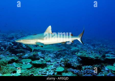 Les requins gris de récif Carcharhinus amblyrhynhos à Palmyra Banque D'Images