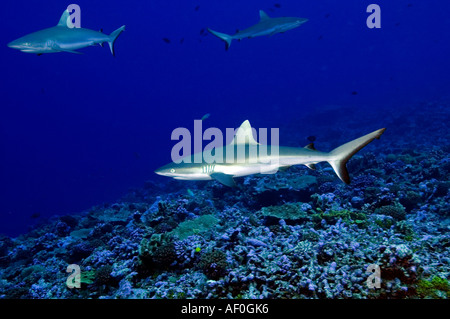 Les requins gris de récif Carcharhinus amblyrhynhos à Palmyra Banque D'Images