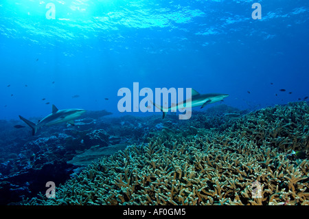 Les requins gris de récif Carcharhinus dans amblyrhynhos récif Kingman Banque D'Images