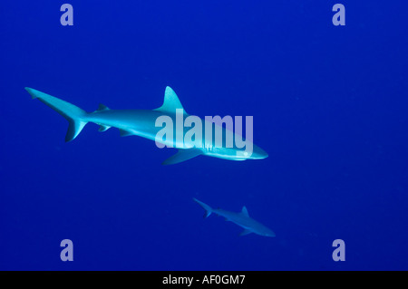 Les requins gris de récif Carcharhinus dans amblyrhynhos récif Kingman Banque D'Images