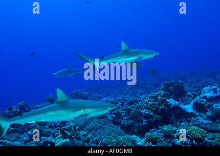 Les requins gris de récif Carcharhinus dans amblyrhynhos récif Kingman Banque D'Images