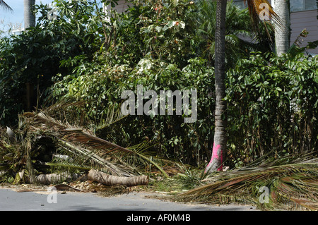 Destruction après le passage de l'ouragan dennys Key West Florida Banque D'Images