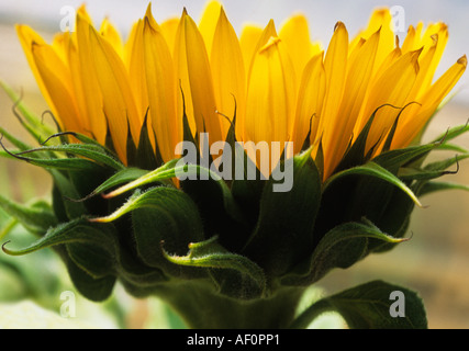 Tournesol, France Provence. Profil de croissance de tournesol isolé dans un champ. Banque D'Images