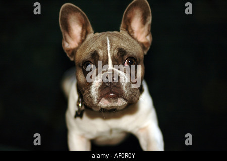 Portrait d'un bouledogue français. Banque D'Images