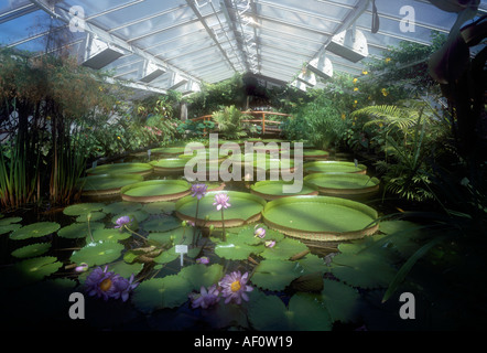 Berlin, Steglitz, Botanischer Garten, Gewächshaus mit Riesenseerosen Banque D'Images