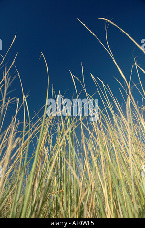 Jusqu'à l'intermédiaire de la longue herbe à blue sky Banque D'Images