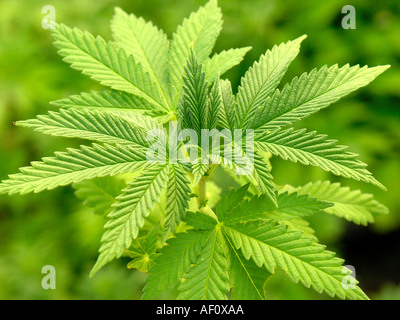 Feuilles de Cannabis sativa Banque D'Images