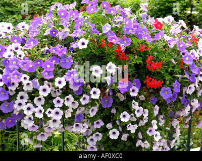 Petunia Petunia hybr Banque D'Images