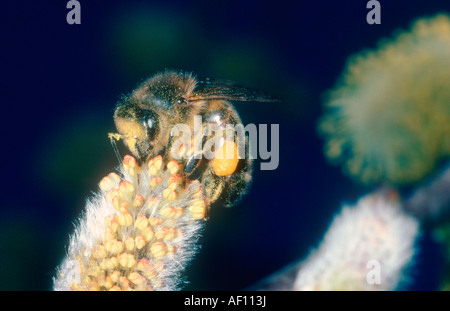 Abeille, Apis mellifera. La collecte de nectar sur Salix sp.flower Banque D'Images