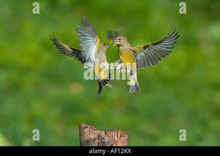 Deux greenfinches - combats / Carduelis chloris Banque D'Images