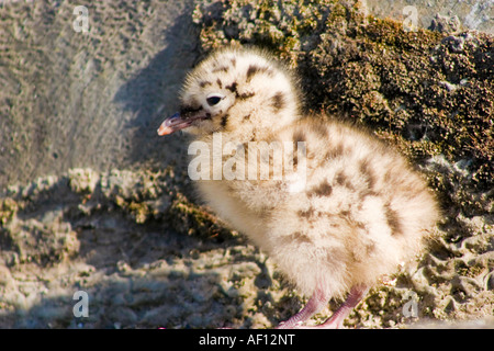 Seagull bébé baltique Banque D'Images