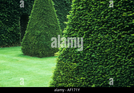 Arbustes d'If ou Taxus media Hicksii clipsé dans grand pyramids sur pelouse avec niveau commun hêtre haie avec porte au-delà Banque D'Images