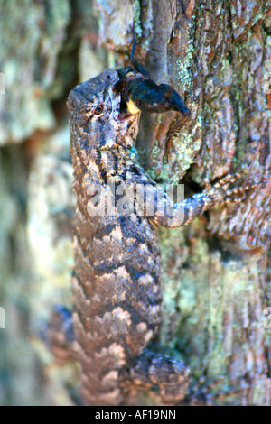 Eastern Fence lizard de manger un grillon Banque D'Images