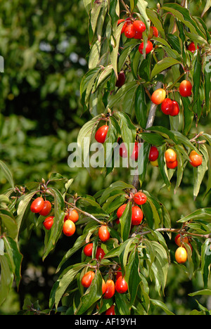 Cherry en cornaline (Cornus mas), variété : Schumener, bush dans les fruits Banque D'Images