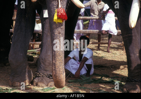 L'Inde du Sud Kerala légende locale Trichur Festival de l'éléphant Banque D'Images