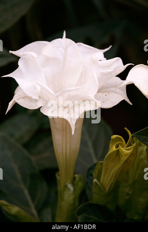 Une fleur de Brugmansia blanche. Double blanc Datura Banque D'Images