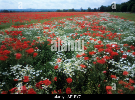 Coquelicots et autres fleurs en champ, Soft focus, Surrey UK Banque D'Images