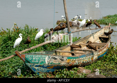 Un canot à Luo amarré sur les rives du lac Victoria à Dunga près de Kisumu au Kenya Banque D'Images