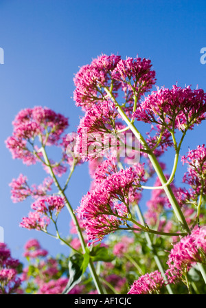 La valériane,(centranthus ruber) Plante rouge Banque D'Images