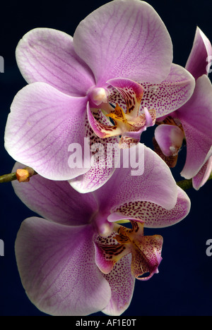 Fleurs Orchidée papillon rose Banque D'Images