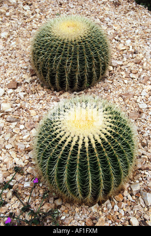 Golden Barrel (échinocactus grusonii), usine de catus, The Glasshouse, RHS Wisley Gardens, Woking, Surrey, Angleterre, Royaume-Uni Banque D'Images