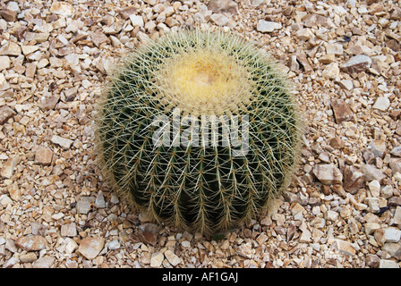 Golden Barrel (échinocactus grusonii), usine de catus, The Glasshouse, RHS Wisley Gardens, Woking, Surrey, Angleterre, Royaume-Uni Banque D'Images