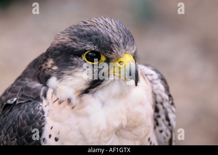 Tête et épaules d'un Falcon de la Saker (cherrug de Falco) Banque D'Images
