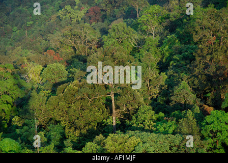 EVERGREEN FOREST CANOPY SILENT VALLEY NATIONAL PARK PALAKKAD Dist. Banque D'Images