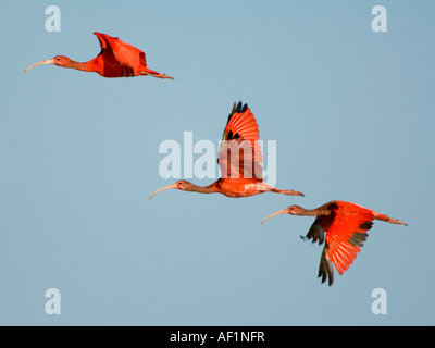 Scarlet Ibis Eudocimus ruber Lençois Maranhenses Maranhão Brésil Banque D'Images