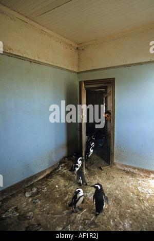 La Namibie Halifax Island près de Lüderitz. Pingouins Jackass speniscus demersus en chambre avec femme peeping through doorway Banque D'Images