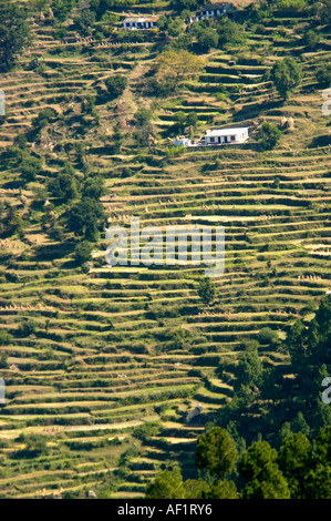 Culture en terrasses dans l'UTTARANCHAL INDE BINSAR Banque D'Images