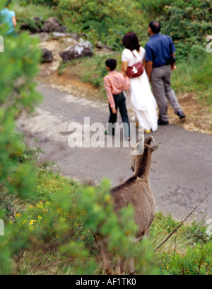 HEMITRAGUS HYLOCRIUS NILGIRI TAHR,, REGARDER LES TOURISTES À RAJAMALAI MUNNAR Banque D'Images